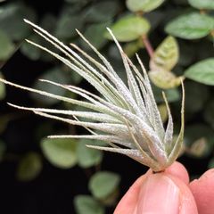 チランジア エリシー Tillandsia erici＊エアプランツ＠フラワー