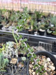 Opuntia gomei 'Old Mexico' オプンチア ゴメイ オールドメキシコ