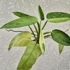 ②《Begonia Lamoon》ベゴニア ラームン 観葉植物 ／ポット発送 - メルカリ