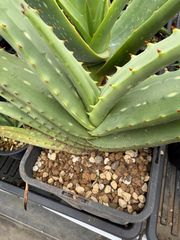 Opuntia gomei 'Old Mexico' オプンチア ゴメイ オールドメキシコ