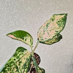 ②《Begonia Lamoon》ベゴニア ラームン 観葉植物 ／ポット発送 - メルカリ
