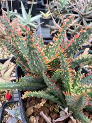 Opuntia gomei 'Old Mexico' オプンチア ゴメイ オールドメキシコ