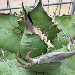 ジ*ン様 オプンチア　ゴメイ　オールドメキシコOpuntia gomei 団扇サ Opuntia gomei 'Old Mexico' オプンチア ゴメイ オールドメキシコ