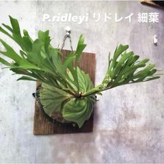 ビカクシダ リドレイ シルベリー マダガスカリエンセ 3株セット