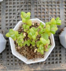 多肉植物 Z6885 タンゴニシキ 20株 抜き苗 エケベリア セダム