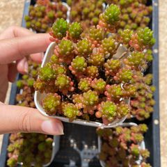 新入荷 10株の抜き苗セット ストロベリームース 多肉植物 佐川急便発送
