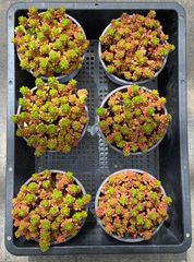 新入荷 10株の抜き苗セット ストロベリームース 多肉植物 佐川急便発送