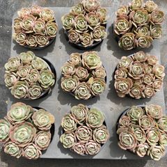新入荷 10株の抜き苗セット ストロベリームース 多肉植物 佐川急便発送