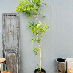 現品］☆おすすめ☆ N2 柱サボテン 鬼面角 ブランチ 7号 観葉植物 室内
