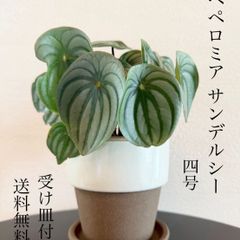 ペペロミア・サンデルシー
