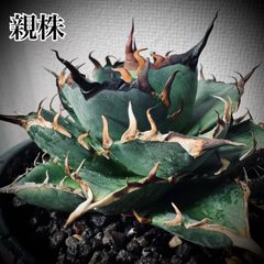 アガベ 蚩尤 シユウ 鉢ごと発送 ⑥ - メルカリ