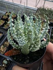 Opuntia gomei 'Old Mexico' オプンチア ゴメイ オールドメキシコ
