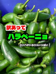 訳あってハラペーニョ