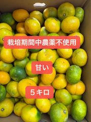 大玉スイカ2玉入り！北海道東北各県沖縄発送不可 - メルカリ