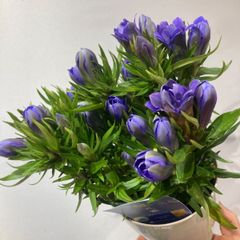 リンドウ　蒼孔雀／青孔雀（あおくじゃく）　八重咲きリンドウ