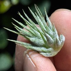 チランジア インターメディア Tillandsia intermedia＊エアプランツ