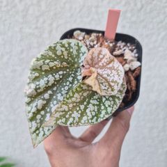 ①《Begonia Lamoon》ベゴニア ラームン 観葉植物 ／ポット発送 - メルカリ