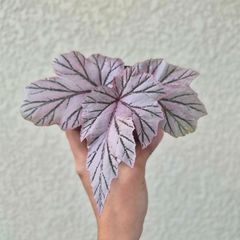①《Begonia Lamoon》ベゴニア ラームン 観葉植物 ／ポット発送 - メルカリ