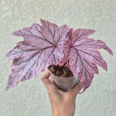 ①《Begonia Lamoon》ベゴニア ラームン 観葉植物 ／ポット発送 - メルカリ