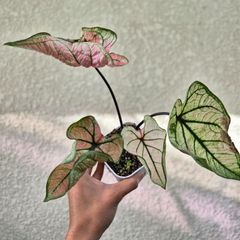 Aglaonema Sky Velvet》アグラオネマ・スカイベルベット 観葉植物