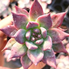 多肉植物 エケベリア コロラータアテマハック 実生 抜き苗
