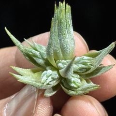 チランジア イオナンタ ヘッジホッグ T.I. Tillandsia ionantha