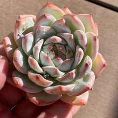 新入荷｜送料込】多肉植物 ハオルチア 白帝城 ポコ多肉の韓国苗