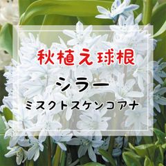 【球根】シラー・ミスクトスケンコアナ 　2球入り
