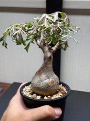 良型コンパクト　キフォステンマ･ベティフォルメ ソマリア　[発根済　現地球] Cyphostemma betiforme Somalia③