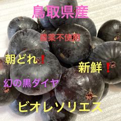 初物❗️鳥取県産 砂丘らっきょう らっきょう 鳥取砂丘らっきょう