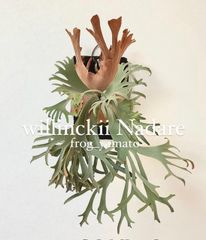 胞子 販売 【FSQ（vp#2) DeLaRocha デラロッチャ】 胞子培養