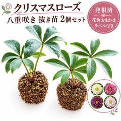クリスマスローズ抜き苗20本 クリスマスローズ ⁠🌸八重咲き 3号苗🌸 抜き苗2個セット 発根済 花色