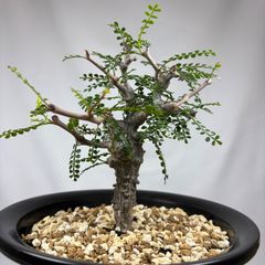 オペルクリカリア　パキプス　実生株　塊根植物　鉢ごと発送　匿名配送
