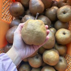 硬い桃 10kg クール便 送料無料 - メルカリ