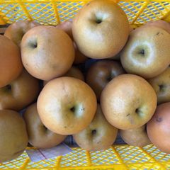 山形県産 洋梨 10kg 訳あり 送料無料 - メルカリ