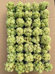 58 #多肉植物アエオニウム❤️  緑のバラ ❤️1大頭9cm拔き苗 新入荷 ビロード×28株 Z6964抜き苗 多肉植物 詰め合わせ アエオニウム