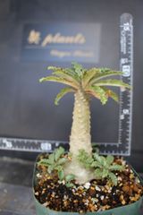1826 Dorstenia lavrani　ドルステニア　ラブラニー　塊根植物