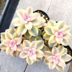 多肉植物 グラプトベリア ティテュバンス錦 5苗セット 抜き苗