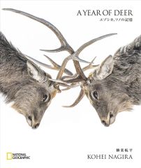 【新品】単行本(実用) ≪写真集≫ A YEAR OF DEER エゾシカ、ツノの記憶 / 柳楽航平 / ナショナルジオグラフィック