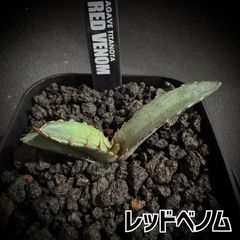 アガベ　ハイブリッド　EX USA 子株付き　抜き苗発送 アガベ レッドベノム 子株 ① 抜き苗発送 - メルカリ