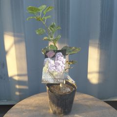 ⑤現品・アウクバエフォリア ★★ 接木ライラック八重咲き苗・  4.5号鉢 ★ 青紫のお花 ★ 落葉低木 ★ 芳香花木 ★