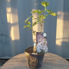 ⑦現品・リラワンダー ★★ 接木ライラック苗 芳香花木  4.5号鉢 ★ 薄紫に白縁のお花 ★ 落葉低木 ★ リラの木 ★