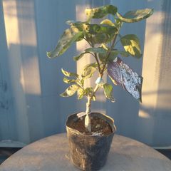 ⑧現品・リラワンダー ★★ 接木ライラック苗 芳香花木  4.5号鉢 ★ 薄紫に白縁のお花 ★ 落葉低木 ★ リラの木 ★