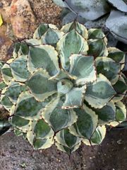 アガベ ポタトラム '吉祥冠錦'（A.potatorum 'Kissho Kan' variegata）｜鉢・子株付き