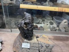 化石 エビ(ハコエビ) 南淡町地野 - Mercari