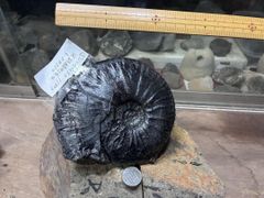 化石 エビ(ハコエビ) 南淡町地野 - Mercari