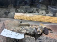 化石 エビ(ハコエビ) 南淡町地野 - Mercari