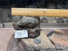 化石　エビ(ハコエビ) 南淡町地野 化石 エビ(ハコエビ) 南淡町地野 - Mercari