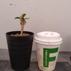 D450 「実生」ユーフォルビア ギラウミニアナ【発根・塊根植物・多肉植物・Euphorbia guillauminiana】