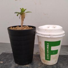D451 「実生」ユーフォルビア ギラウミニアナ【発根・塊根植物・多肉植物・Euphorbia guillauminiana】